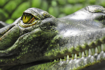 Detail photo of Gharial. The gharial (Gavialis gangeticus), also known as the gavial, and fish-eating crocodile is a crocodilian in the family Gavialidae. 