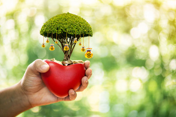 Wall Mural - Women hands hold a red heart and gold coin inside and money gold bag of tree as destinations put on the top in the public park, Saving money for buy health insurance to the loved ones concept.