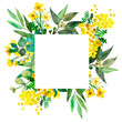 Watercolor hand painted meadow nature squared border frame with green eucalyptus leaves on branch, yellow acacia and buttercup bouquet composition on the white background for invite and greeting cards
