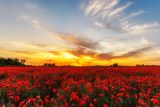Fototapeta Kwiaty - zachód słońca nad polem maków