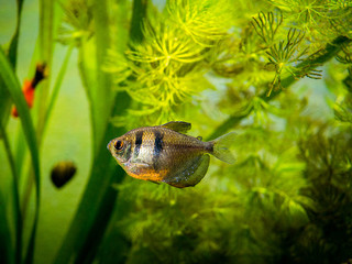 Black Skirt Tetra (Gymnocorymbus ternetzi) in a fish tank