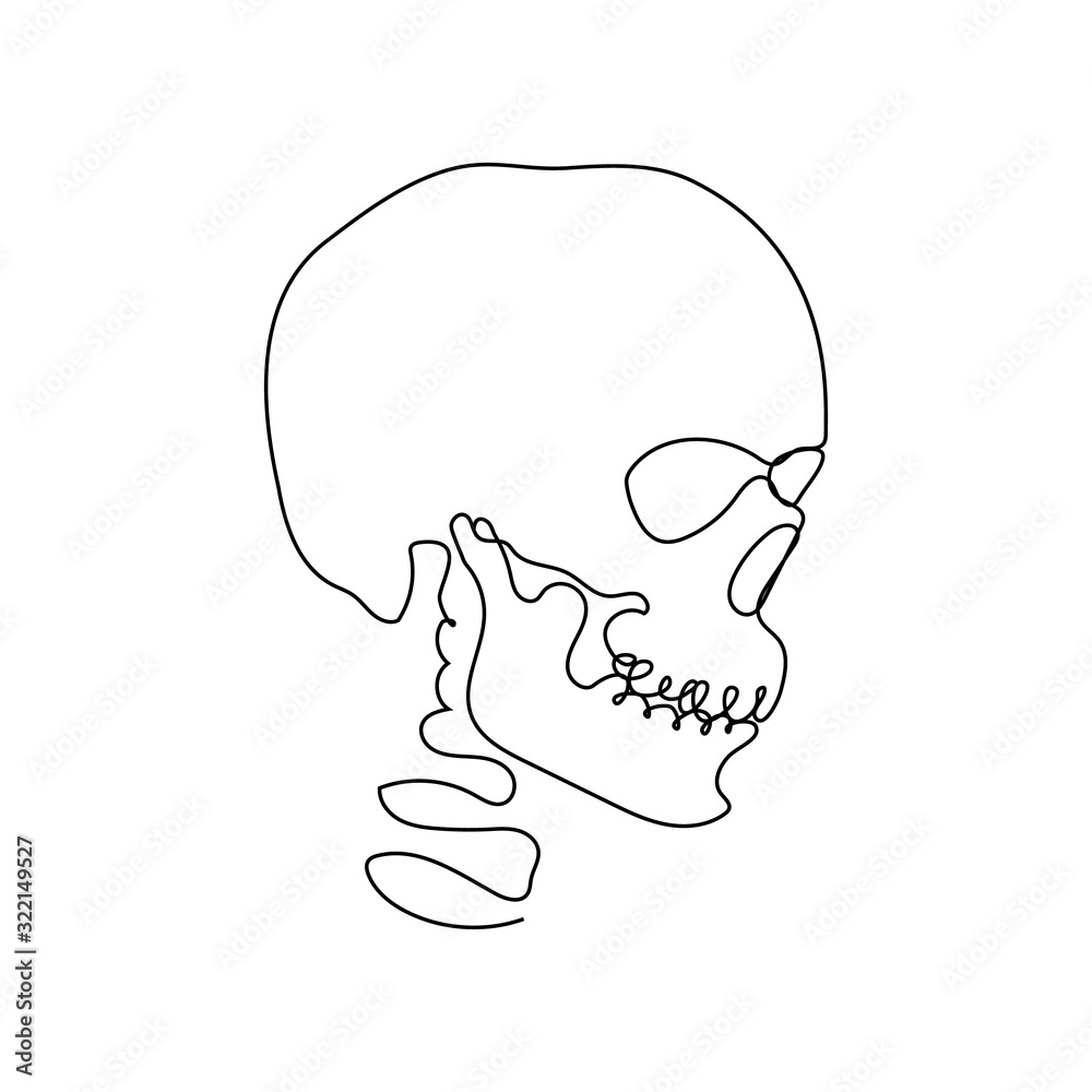 Continuous Human Skull Vector Illustration, One Line Art Stock Vector ...
