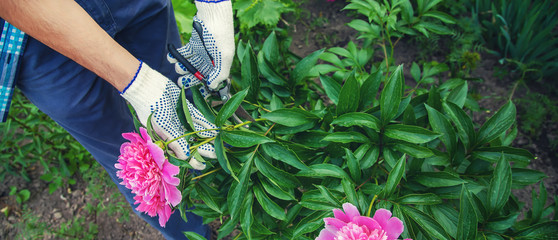 gardener pruning flowers peonies pruners. selective focus.