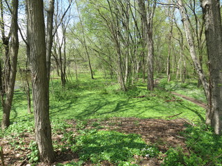 trees in the forest