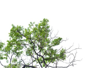 tropical tree leaves with branches on white isolated background for green foliage backdrop and copy 