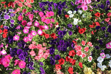 Wall Mural - Keisei Rose Garden, Chiba, Japan