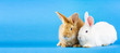 two small fluffy rabbits on a pastel blue background. Concept for Easter. Easter bunnies.