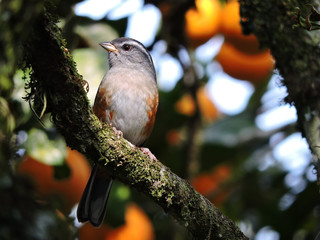 bird on branch