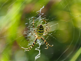 Female Wasp Spider on a Web