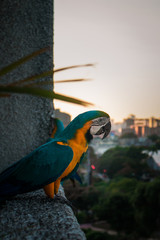 Guacamaya pensativa