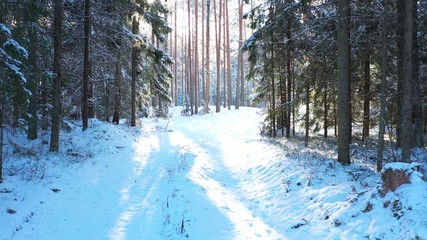 Aufkleber - Sunny Day In Winter Forest