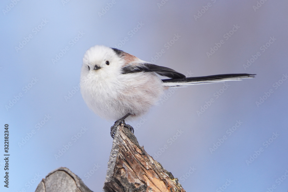 シマエナガ の Stock フォト | Adobe Stock