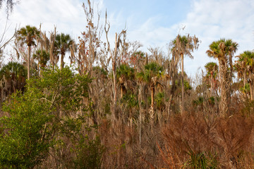 Wall Mural - Winter scene at Lake Woodruff National Wildlife Refuge in Volusia county, Florida