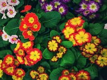 Multicolor English Primrose (Primula Vulgaris) Is One Of The First Flowers To Blossom In Spring . Multicolor Bright Flower Carpet From Blossom Open Petals Of Primula Flowers. Spring Gardening.