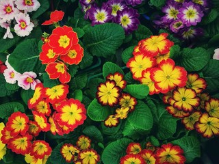 Multicolor English Primrose (Primula vulgaris) is one of the first flowers to blossom in spring . Multicolor bright flower carpet from blossom open petals of Primula flowers. Spring gardening.