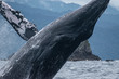 Humpback whale breach zoom- in