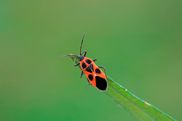 Wall Mural - Stink bug on green leaves, North China