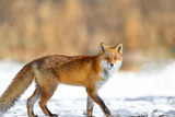 Fototapeta Zwierzęta - portrait of a Japanese red fox in the snow