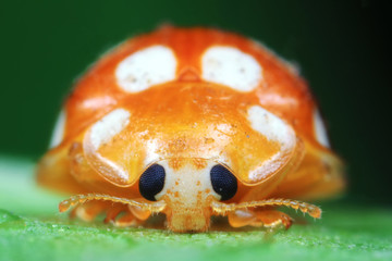 ladybug on green leaves, North China