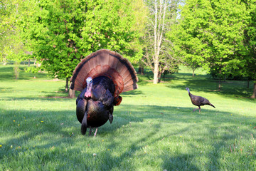Wall Mural - beautiful spring wildlife nature background. scenic view with wild turkeys walking in city park. mad