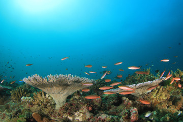 Wall Mural - Underwater coral reef and fish 