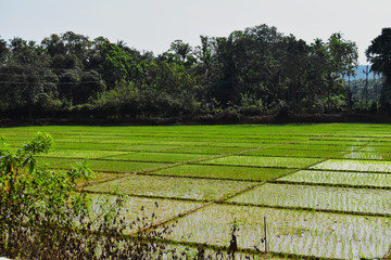 india, goa - january 2 2020 - a rice fields in goa