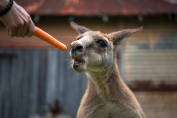 Wall Mural - Hungry kangaroo , Australia