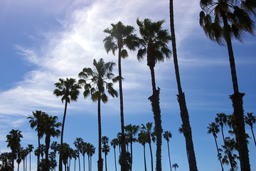 blue sky with fuzzy clouds over the silhouette of santa barbara beach palms
