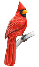 Red Cardinal Hand Drawn Bird Watercolor Colored Pencils