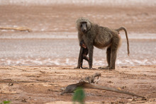 Baby Baboon Griping On Its Mother