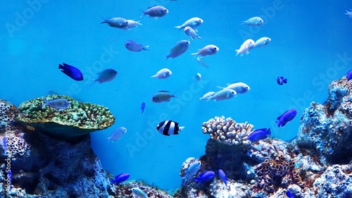 水族館の可愛いお魚たち Wall Mural Wallpaper Murals Kat334