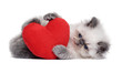 Little persian blue colourpoint kitten playing with a red heart plush toy