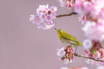 Japanese zosterops white-eye close up portrait in a branch of a blooming cherry tree