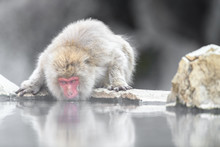 Japanese Macaque Drinking Water With Mirror Reflexion(snow Monkey) Portrait