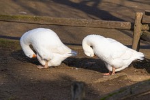 Closeup Of Two Farm Ducks Cleaning Their Feathers In Sync