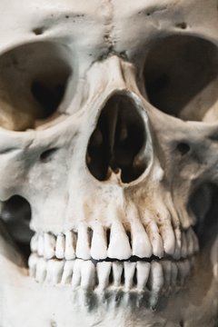 Extreme closeup front view shot of a human skull with complete set of teeth displayed in a  museum