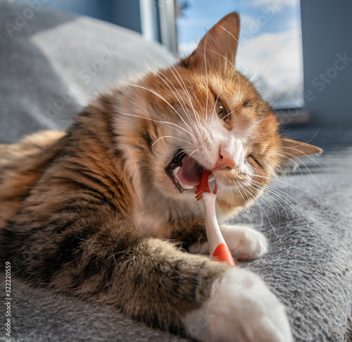 Close up cat chewing on toothbrush. Concept for dental health month in February. Cat with tooth brush in mouth. Cats teeth are visible including fangs or canine teeth. Bokeh background