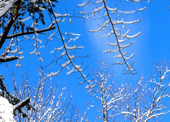 Wall Mural - Falling snow from the tree, natural scene from Wisconsin 