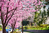 Fototapeta Przestrzenne - Cherry blossom さくら 3