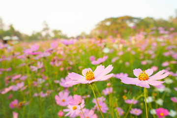 Wall Mural - daisies in green grass cosmos flower