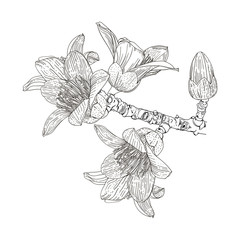 vector drawing of a flowering branch bombax ceiba
