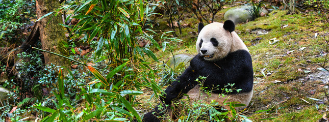 Giant panda eating bamboo in China