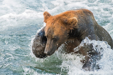 Adult coastal brown bear diving for salmon in a remote river.