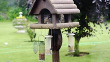 Grey Squirrel Eating Peanuts Whilst Hanging Off A Bird Feeder.