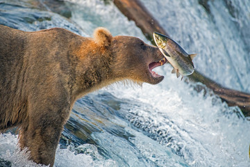 adult coastal brown bear feeds on salmon as they make their way up and over waterfalls on route to t