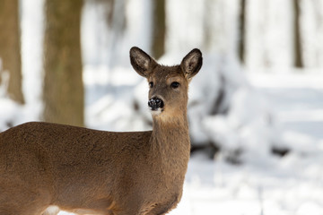 Sticker - Deer. White-tailed deer on snow . Natural scene from Wisconsin state park. Hind and older fawn.