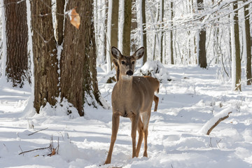 Poster - Deer. White-tailed deer on snow . Natural scene from Wisconsin state park. Hind and older fawn.