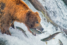 Adult Coastal Brown Bear Feeds On Salmon As They Make Their Way Up And Over Waterfalls On Route To The Natal Waters.