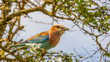 Juvenile lilac-breasted roller isolated in the wild image in horizontal format