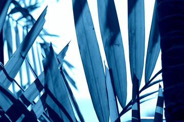 Wall Mural - Palm leaves close-up. Tropical background blue color toned